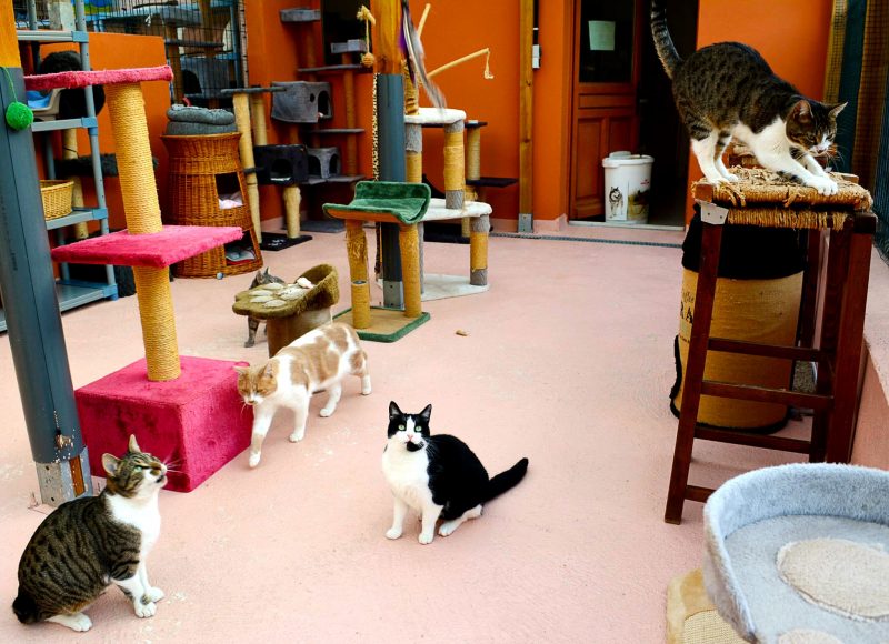 Chatterie de l'association le regroupement des chats perdus.