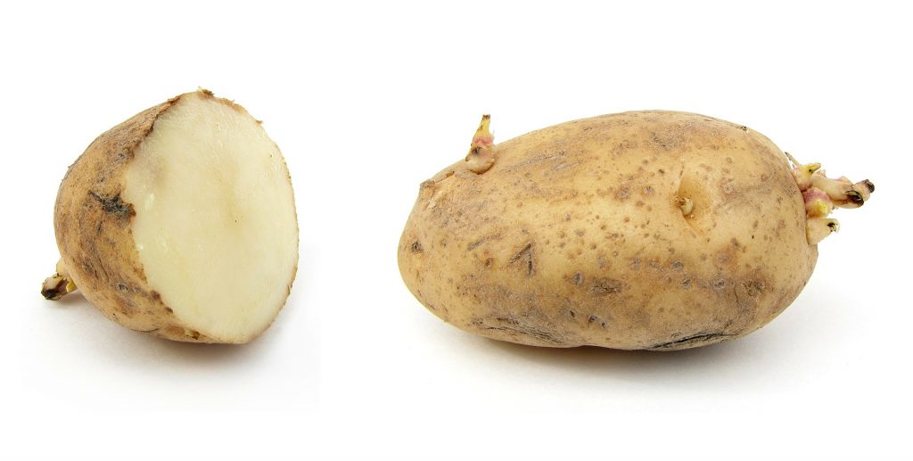 La pomme de terre, crue ou verdie, est un aliment toxique pour nos animaux. 