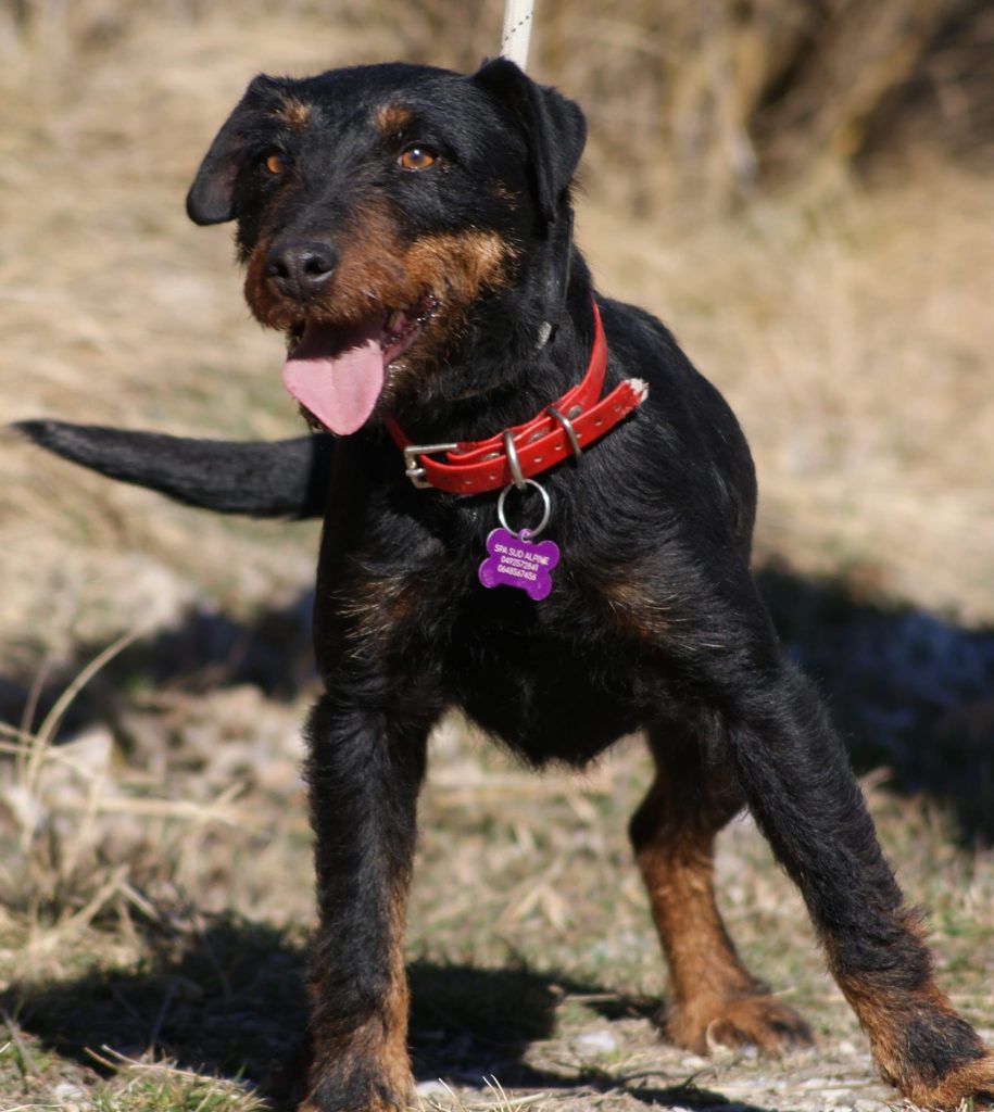 Chien adopté à la SPA Sud Alpine