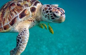Tortue nageant dans l'océan.