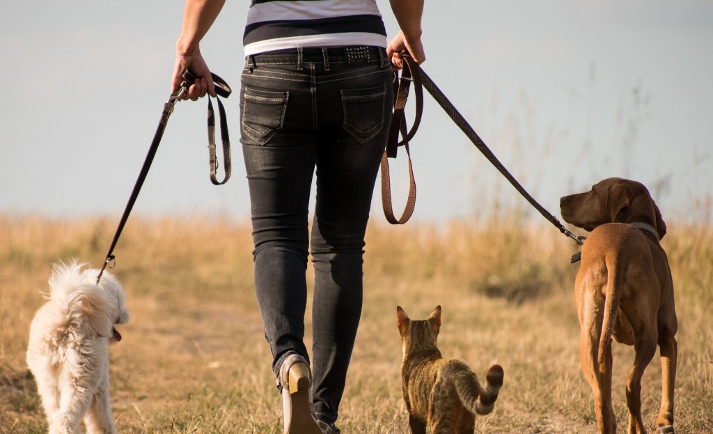 Animaux en balade au refuge de Fougères - Les Amis des Bêtes