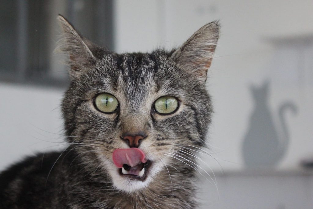 Bambi, chat à l'adoption à la LPA NF