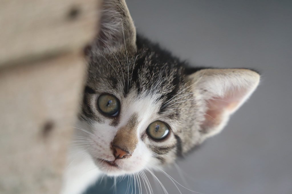 Chaton adopté à l'Ecole du Chat de Quiberon