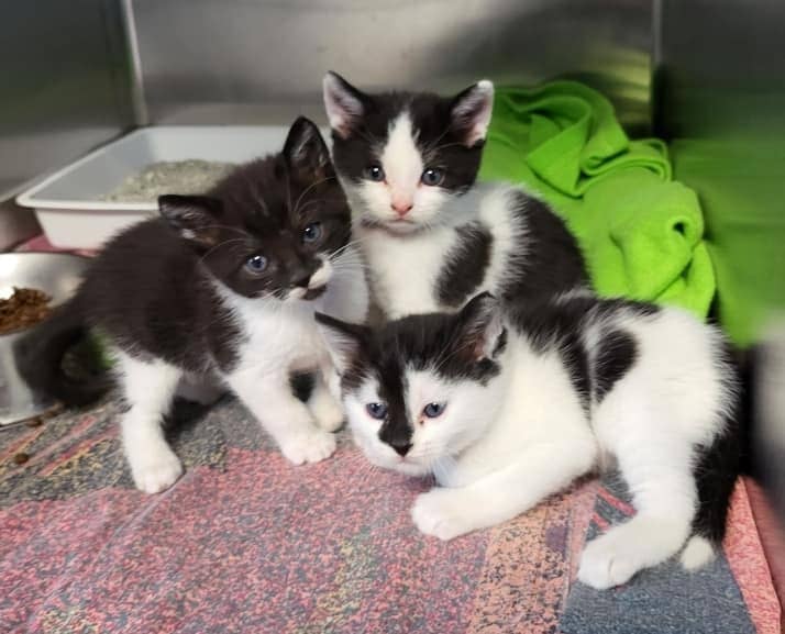 Chatons pris en charge et adopté au refuge UDA Noé