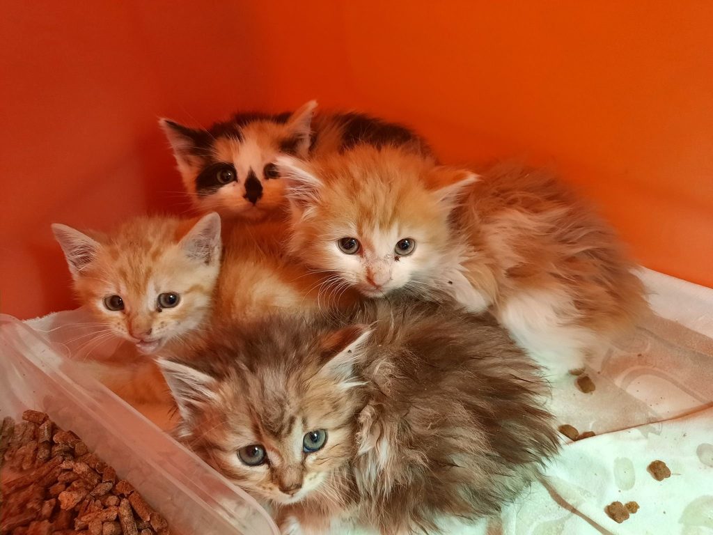 Chatons pris en charge par la SPA de Bergerac