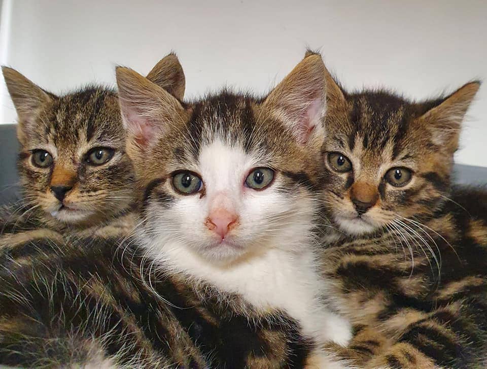 Chatons à l'adoption à la SPA d'Essuillet et de l'Oise