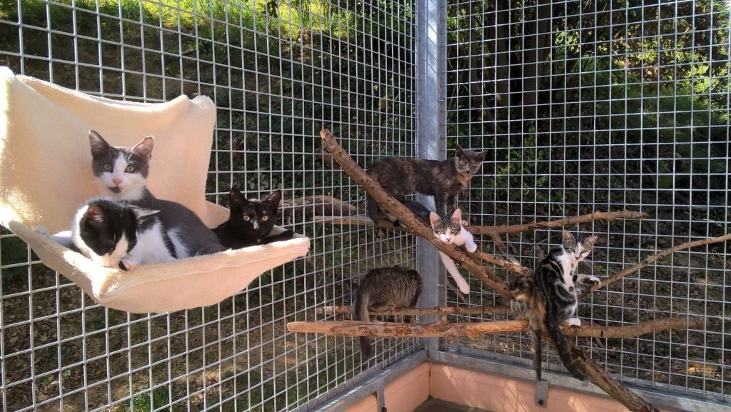 Chatterie de l'association protection animale - refuge de la Côte basque à Saint Jean de Luz