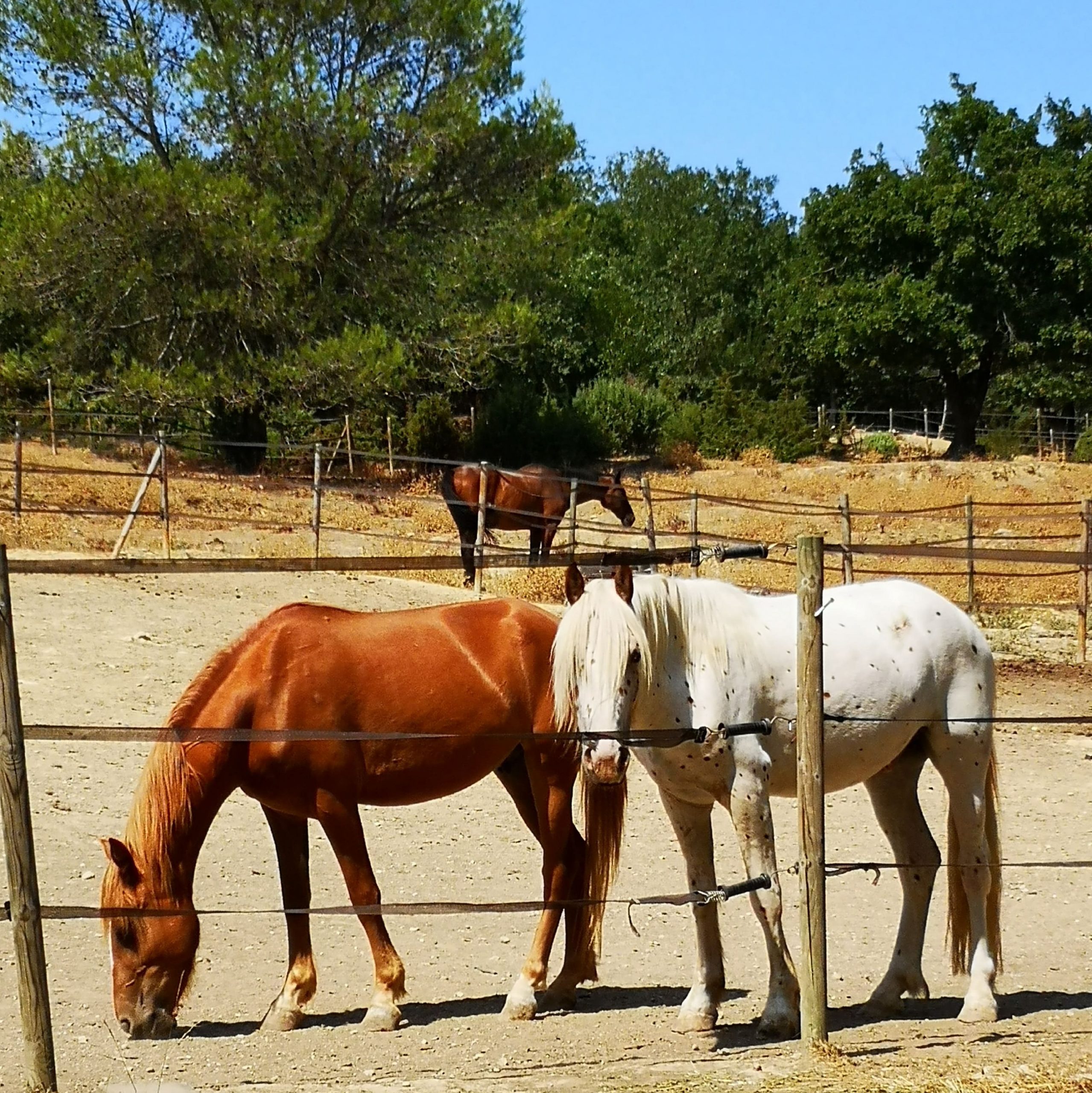 Chevaux pris en charge par le refuge CHEVAL