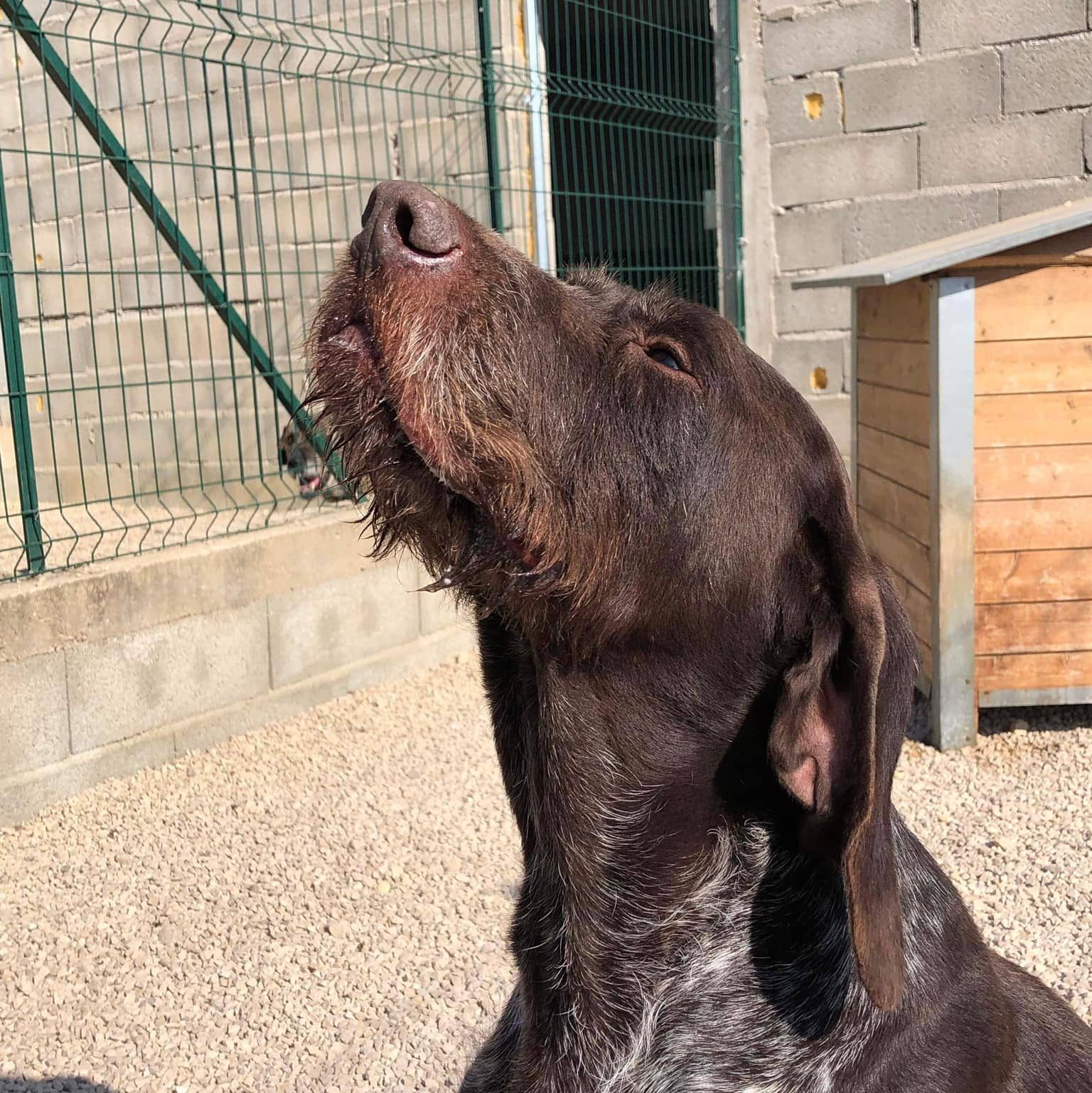 Chien adopté à la Brigade de Défense Animale