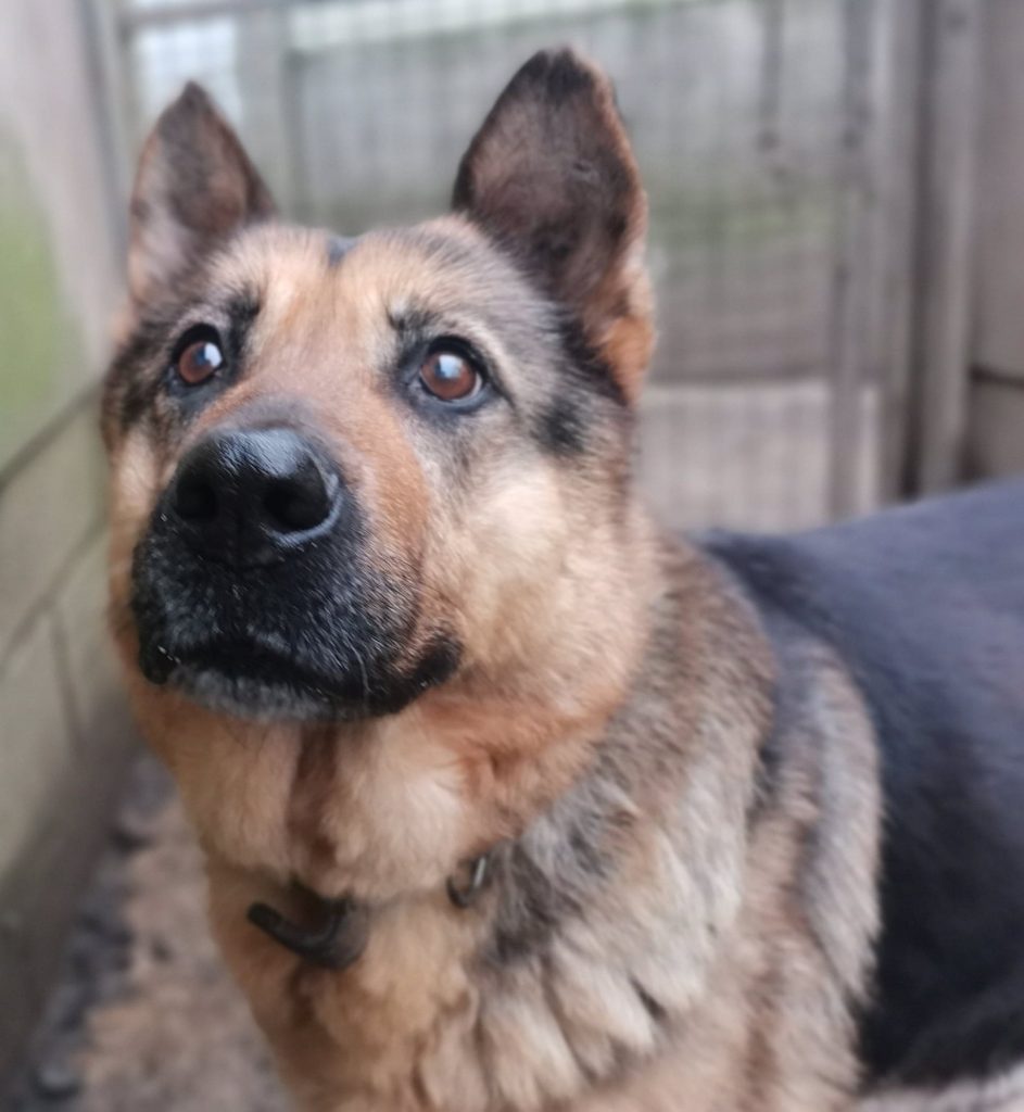 Chien adopté au refuge de Fougères - Les Amis des Bêtes