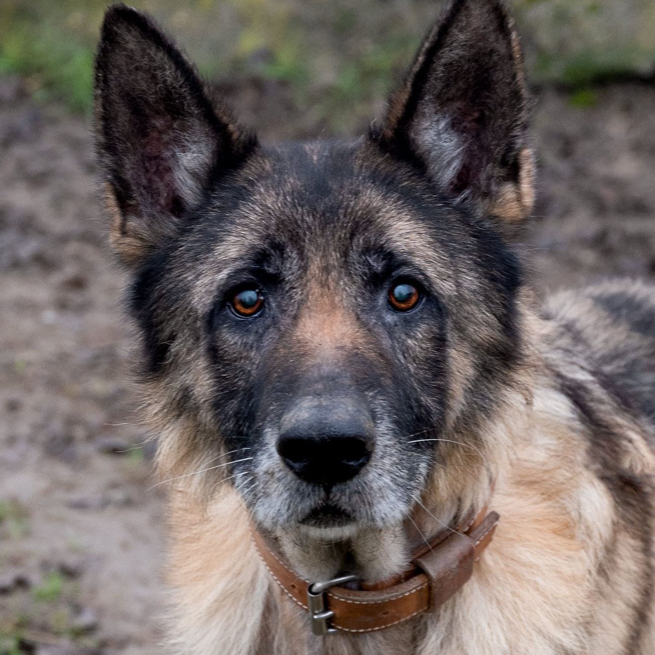 Chien adopté au refuge Les Oubliés de Saint Béart