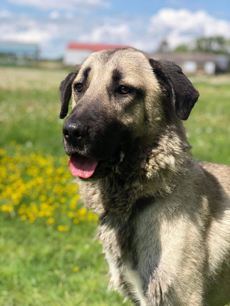 Chien adopté à  la SPA d'Essuillet et de l'Oise