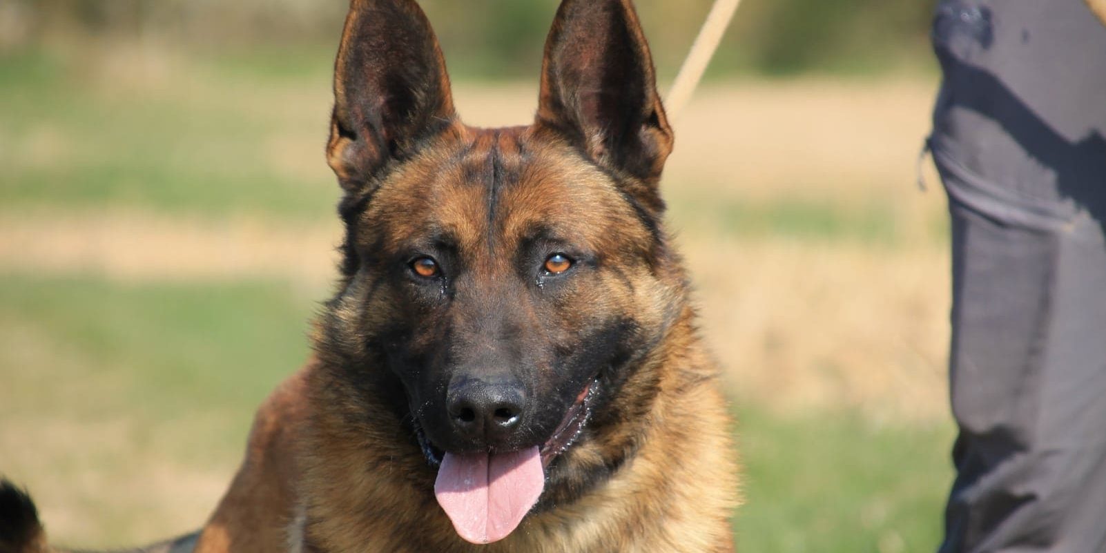 Chien adopté au refuge SPDA de Sérazéreux