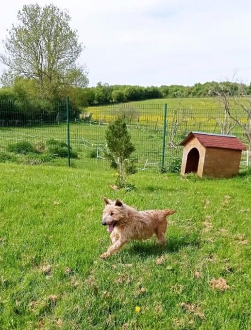 Chien au refuge Saint Jean