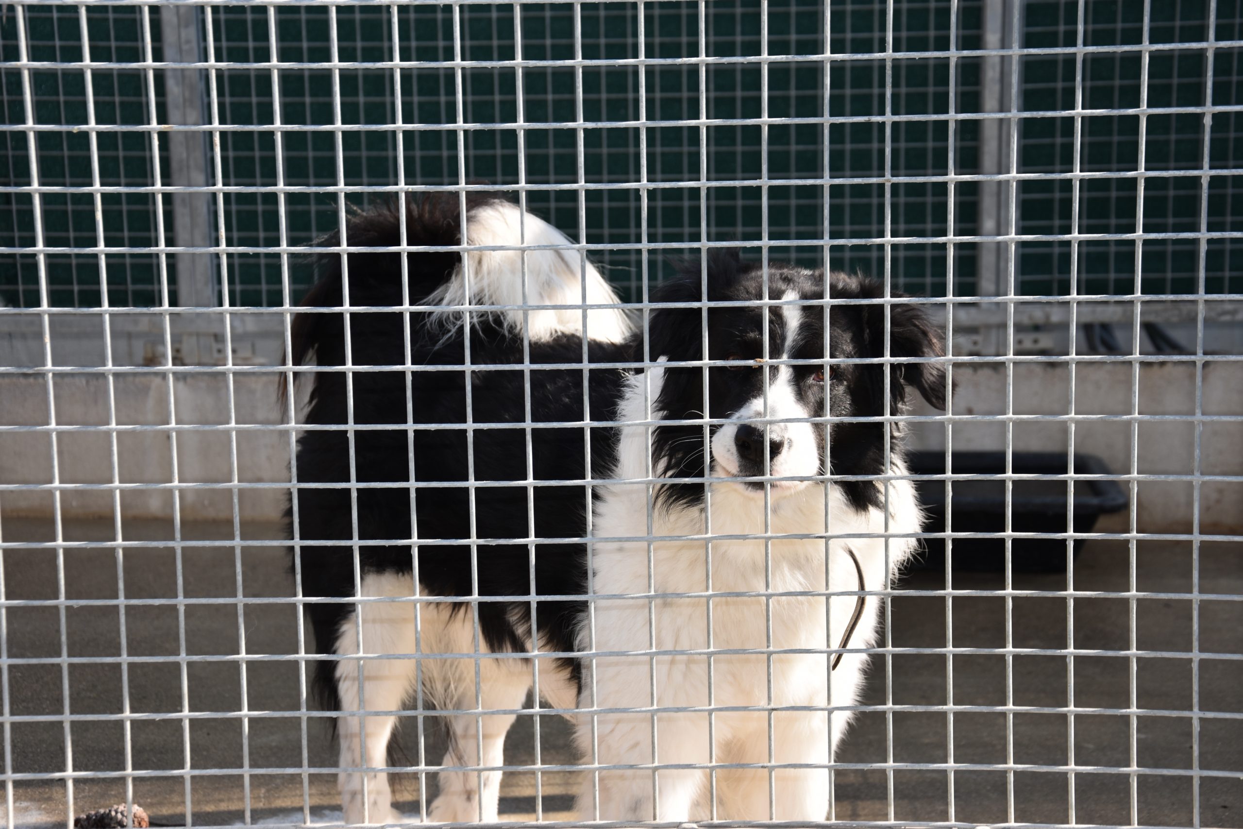 Chien abandonné dans un refuge membre de Défense de l'Animal.