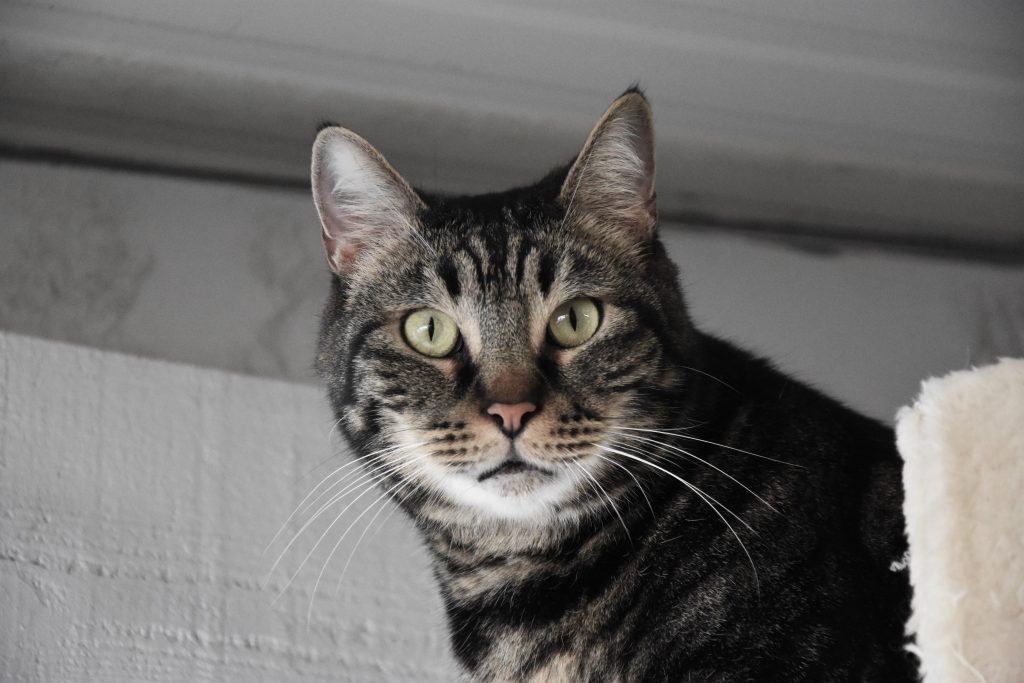 Chat abandonné dans l'un de nos refuges membres de Défense de l'Animal. Les abandons explosent dans les refuges. 