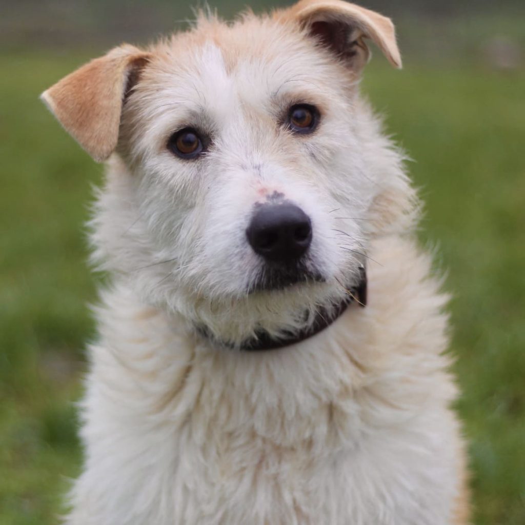 Fidgie, chien à l'adoption à la SPA de Nailly situé dans l'Yonne