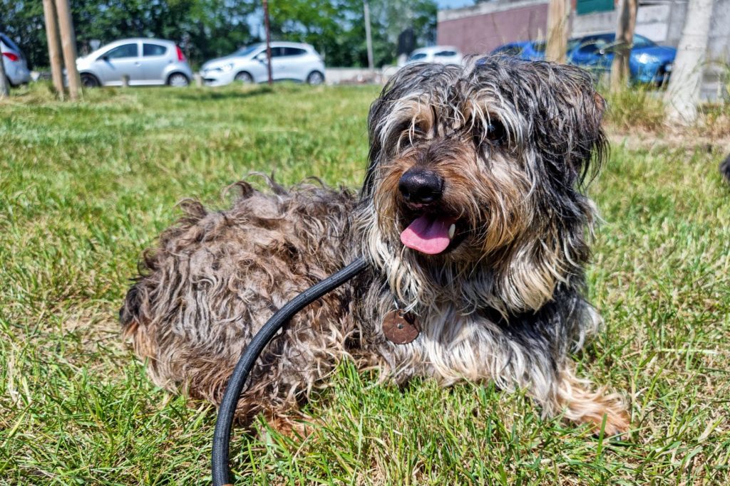 Grimm, chien à l'adoption à la LPA NF