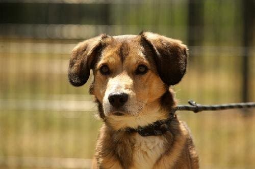 Rambo, chien adopté par la SPA de Bergerac