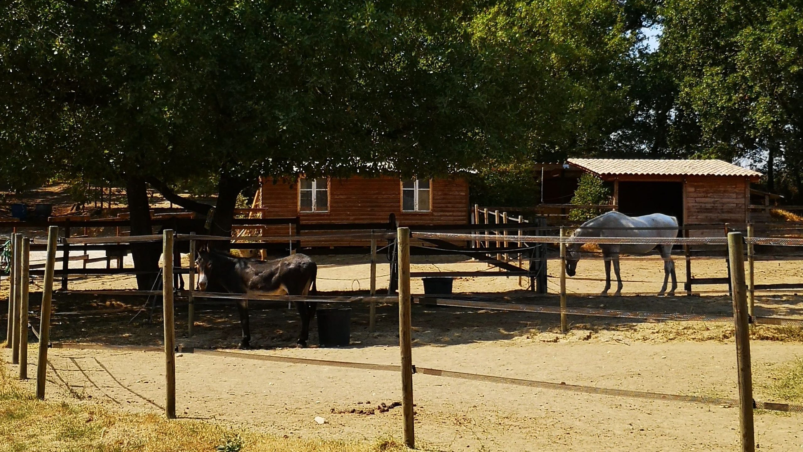 Refuge de l'association CHEVAL