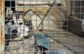 Les abandons explosent dans les refuges. Défense de l'Animal tire la sonnette d'alarme !