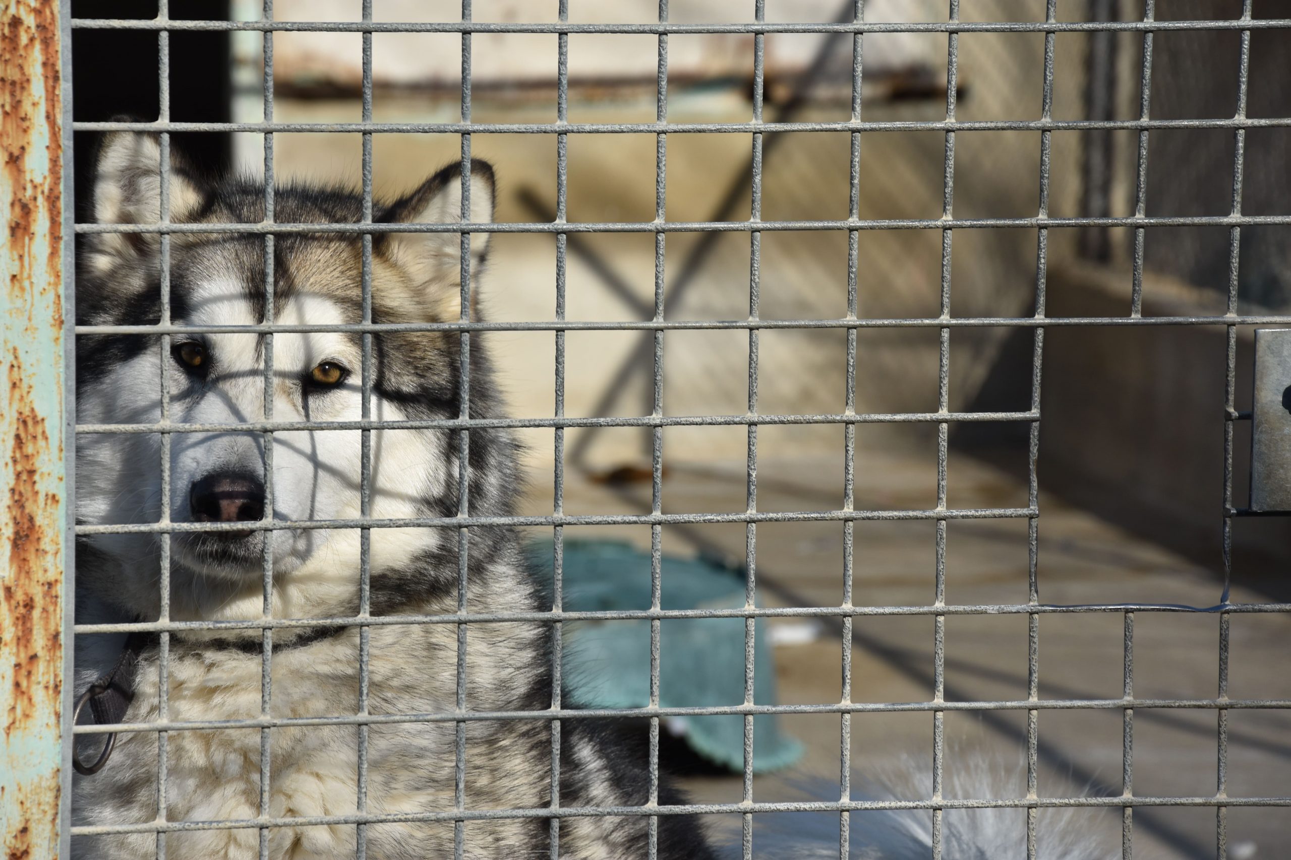 Les abandons explosent dans les refuges. Défense de l'Animal tire la sonnette d'alarme !