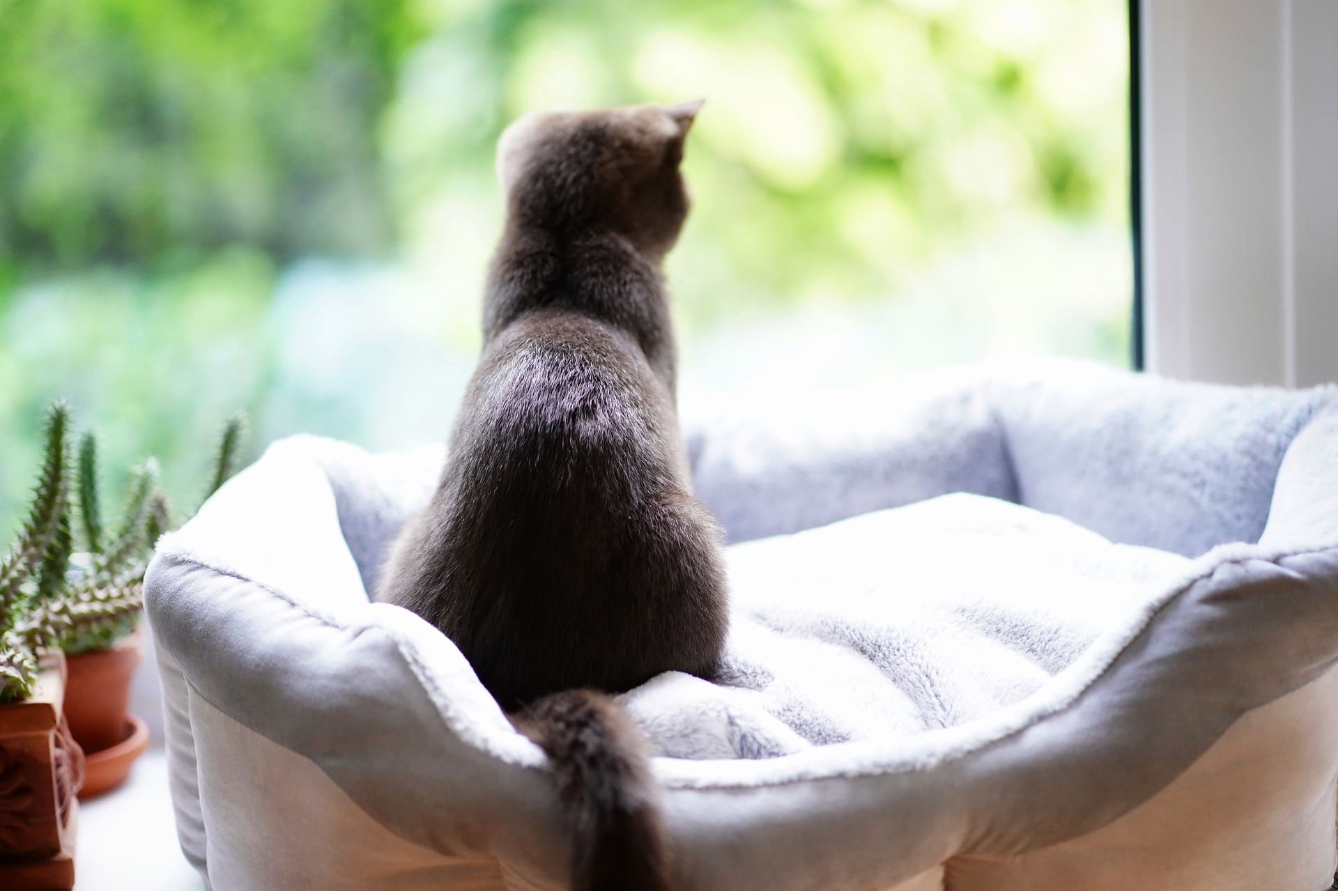 Voici les solutions pour faire garder votre animal durant vos vacances.