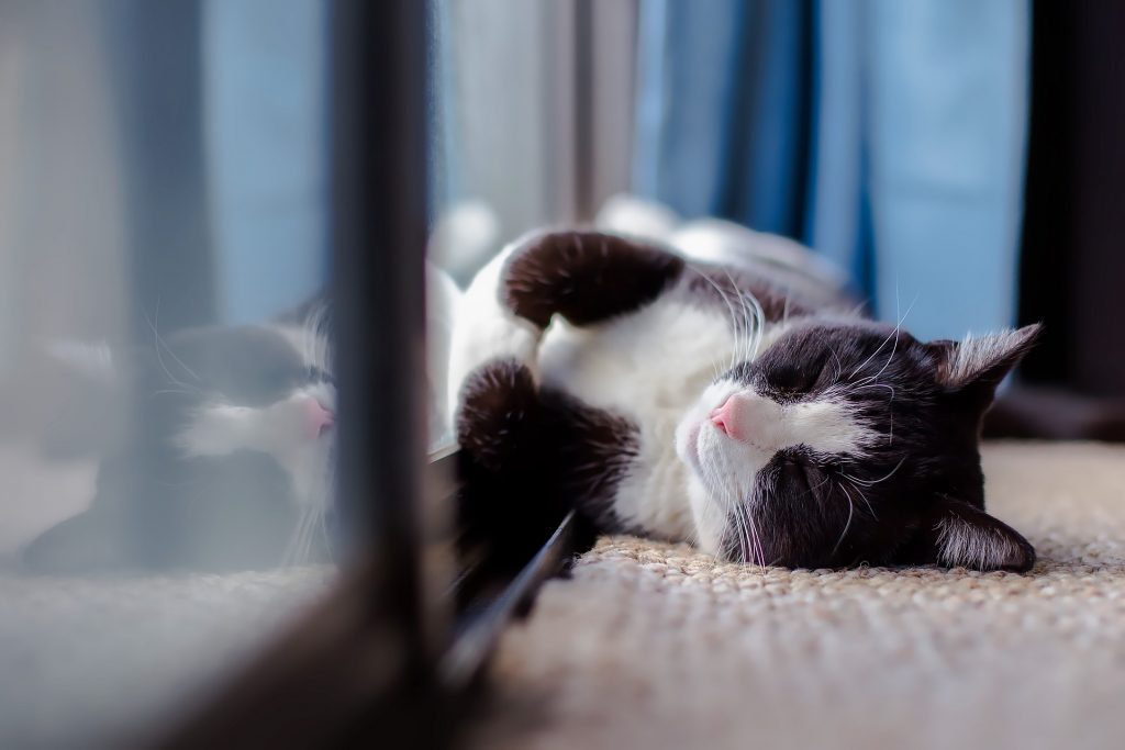Chat en train de dormir contre une porte fenêtre. Pensez à adapter votre foyer à votre futur animal avant d'adopter.