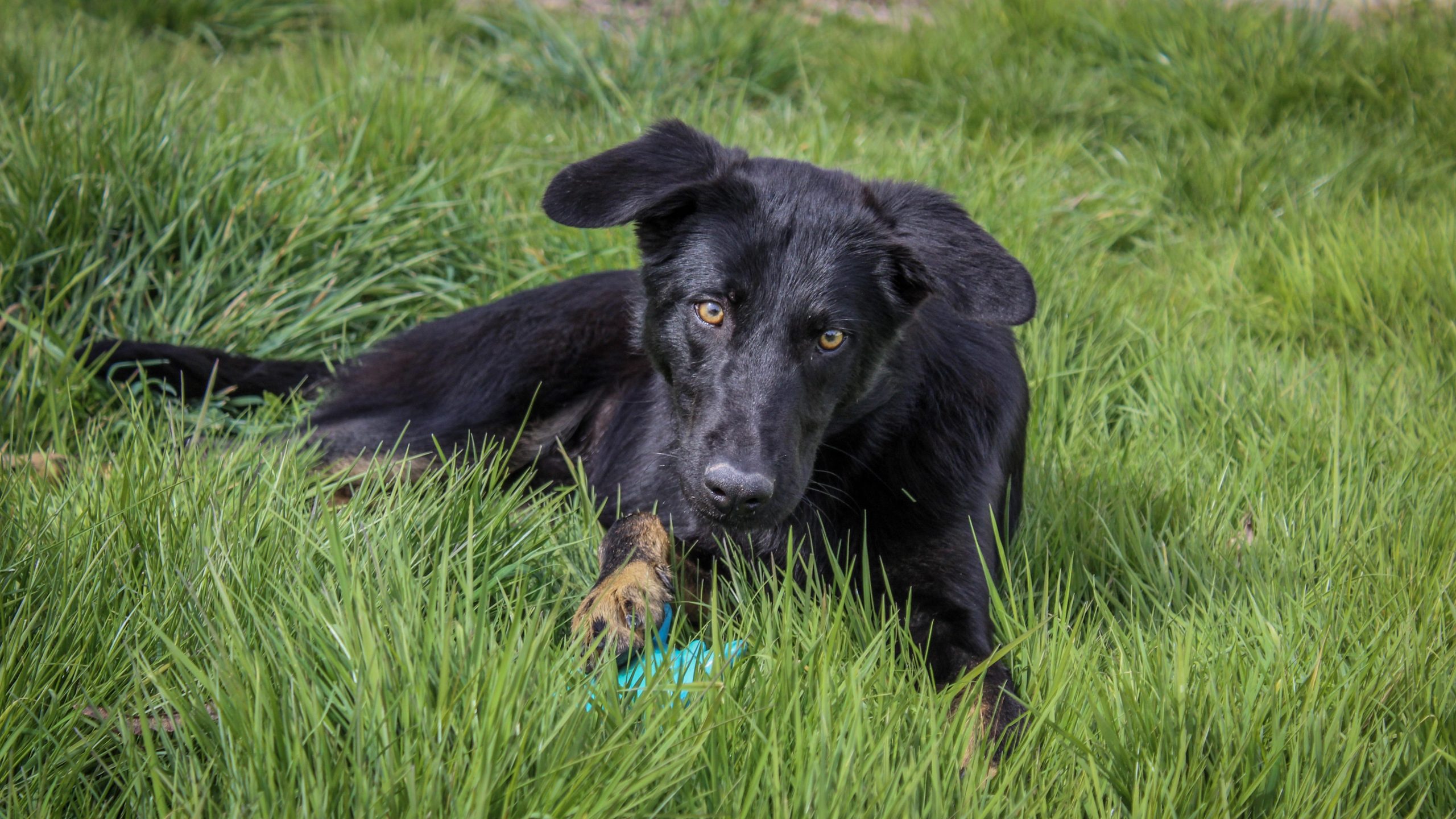 Chien en pension dans l'un des refuges membres de Défense de l'Animal