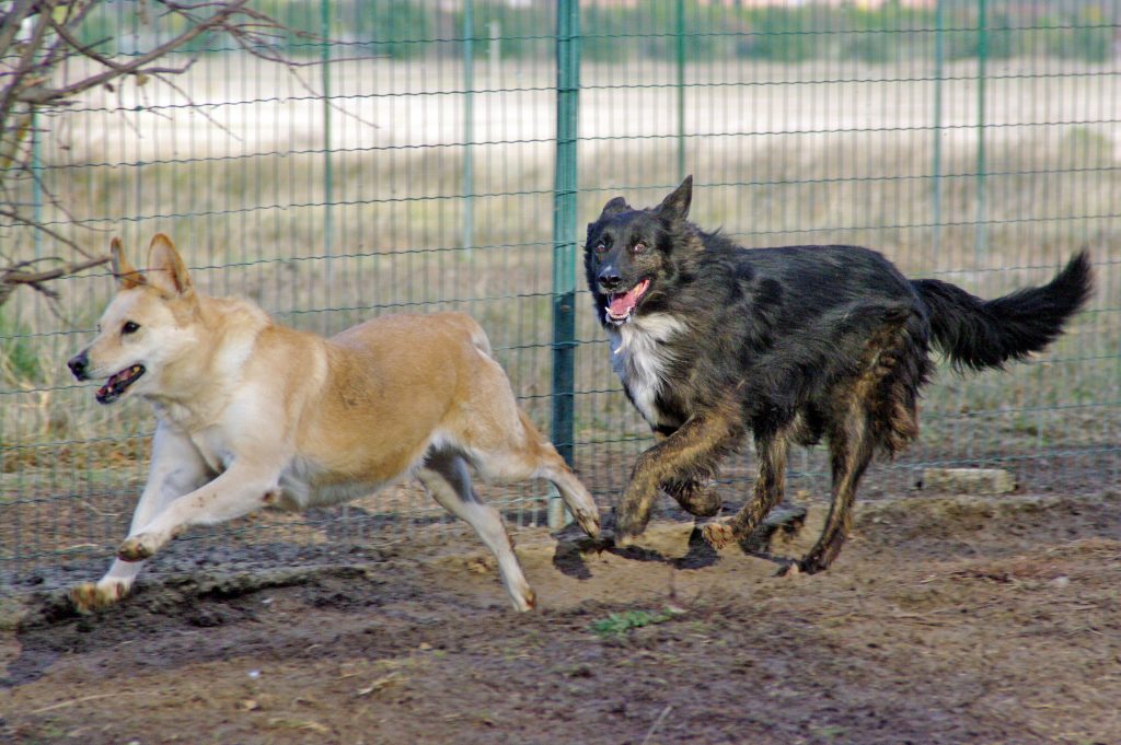 Chiens du refuge du Petit Pigeolet de la SPA Vauclusienne