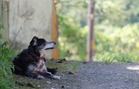 Chien errant, abandonné dans la rue.