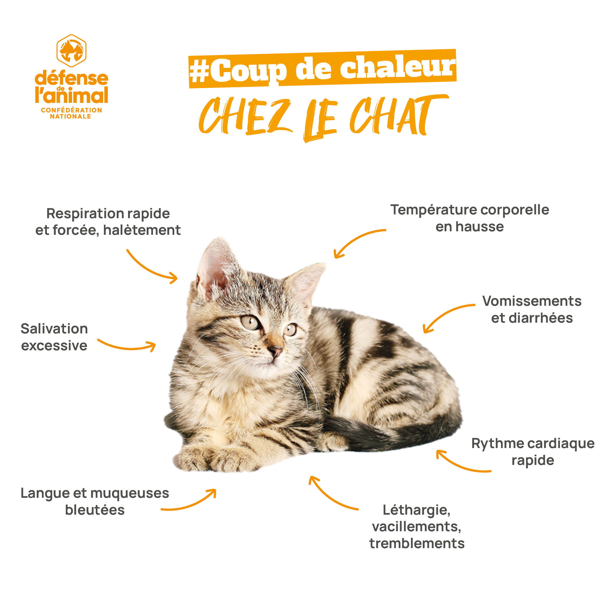 Les signes d'un coup de chaud chez le chat.