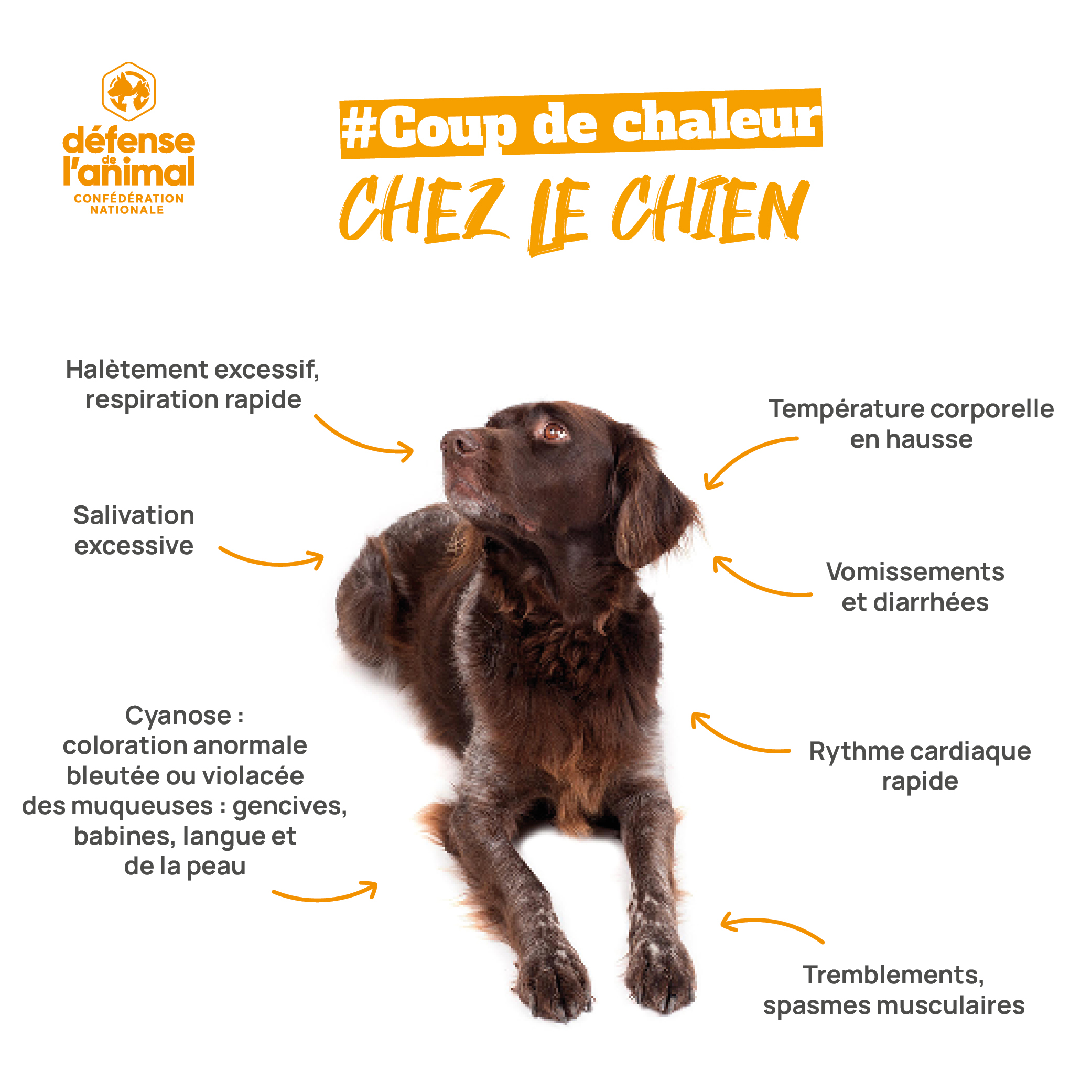 Un chien peut rapidement attraper un coup de chaleur. Il est indispensable de rafraîchir son chien pour le préserver de la chaleur !