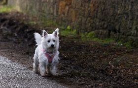 Les animaux errants sont de plus en plus nombreux en cette période estivale.