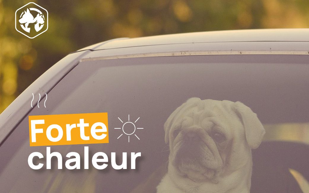 Quelques conseils pour protéger son chien de la chaleur en voiture