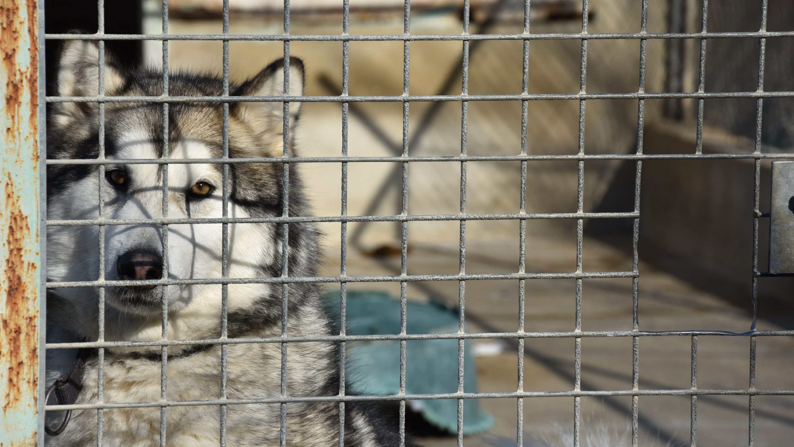 Les abandons explosent dans les refuges. Défense de l'Animal tire la sonnette d'alarme !