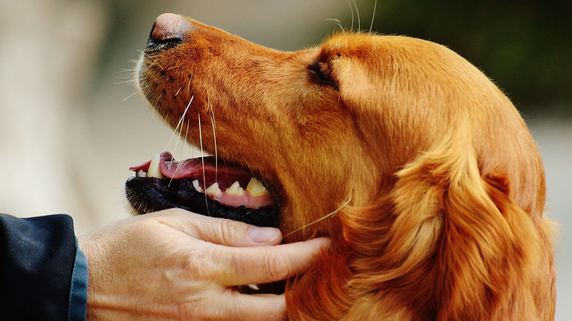 Que dit l'ADN de votre chien