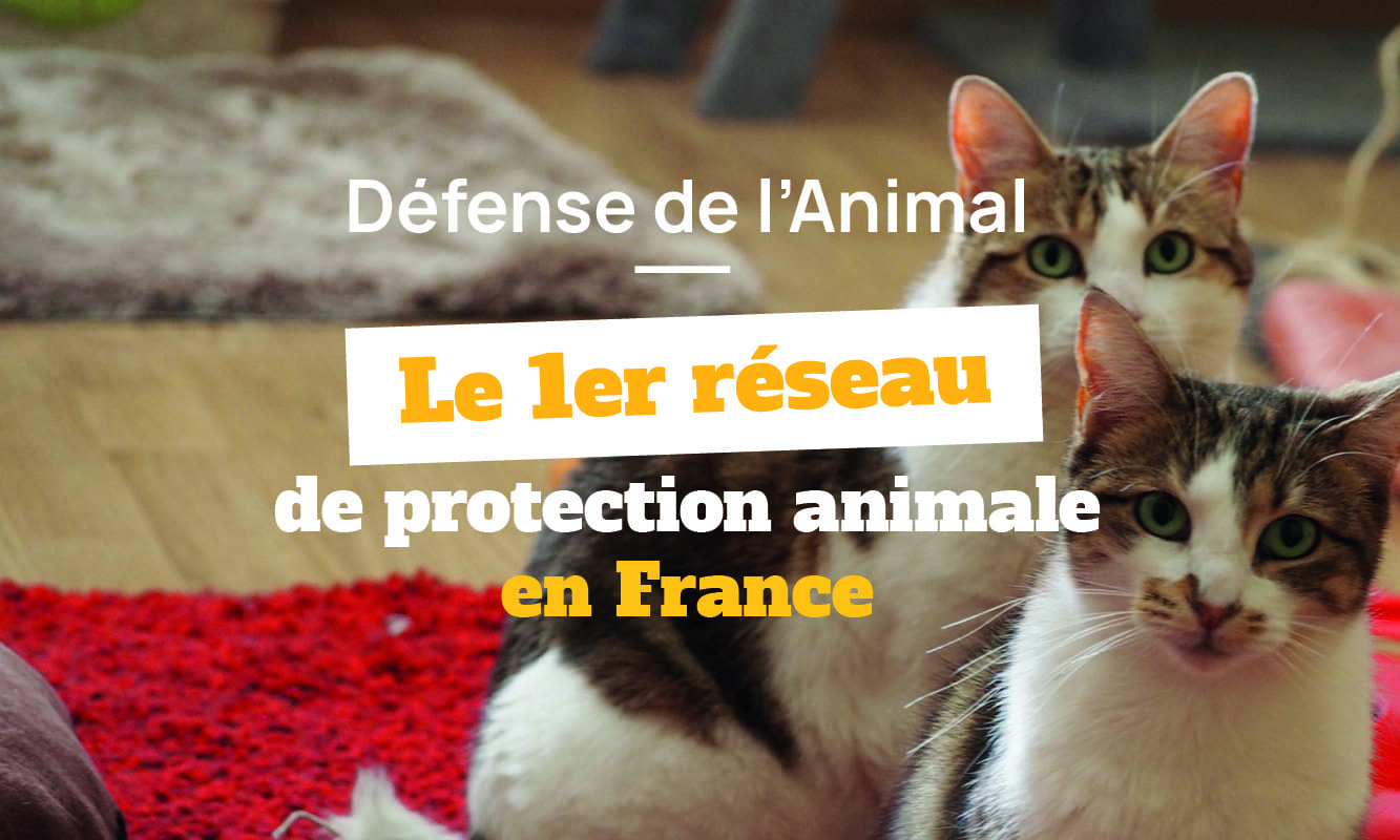 Qui est Défense de l'Animal ?