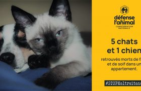 5 chats et 1 chien ont été retrouvés morts dans un appartement dans le Morbihan.