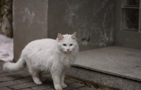 Un chat perdu dans la rue.