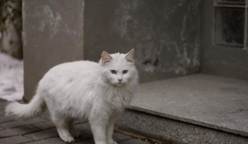 Un chat perdu dans la rue.