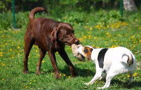 C'est la fête des animaux ce week-end.