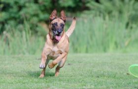 Chien jouant dans un parc et courant après un frisbee.