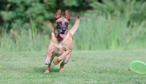 Chien jouant dans un parc et courant après un frisbee.