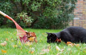 Les conseils pour prendre soin de son animal en automne.