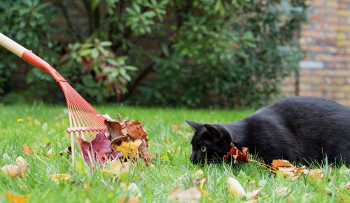 Les conseils pour prendre soin de son animal en automne.