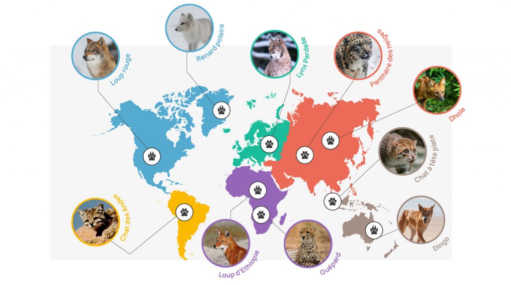 Animaux En Danger D Extinction
