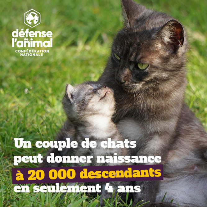 Un couple de chat peut donner naissance à 20 000 descendants en seulement quatre ans. 