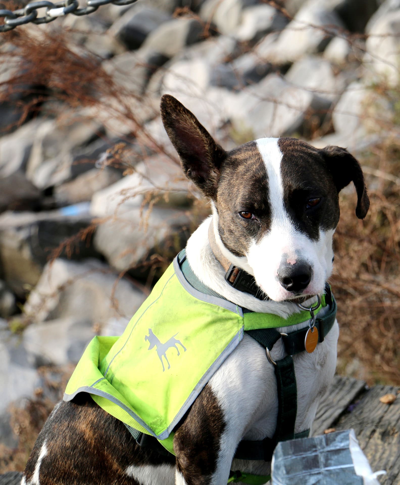 Chien portant un gilet réfléchissant. 