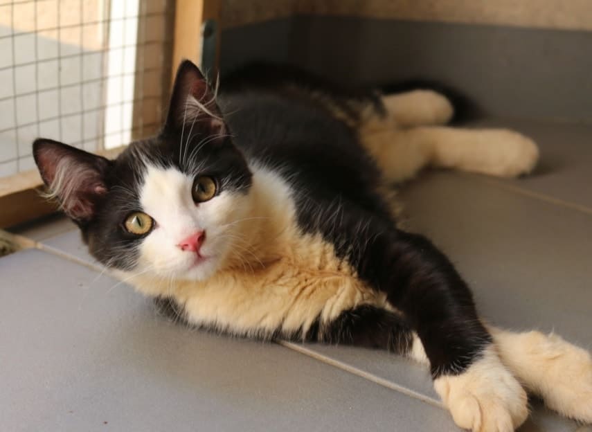 Tino, chat à l'adoption aux Chats Libres de Colomiers